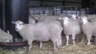 Sheep Genetics, Rideau Sheep, Breezy Ridge farm