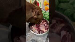 Завтракаем #питбультерьер #dog #rawfoods #кормлениесобаки