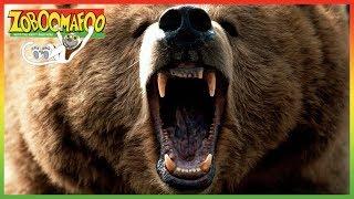  Zoboomafoo 123 | Bears | Animal shows for kids | Full Episode | HD 