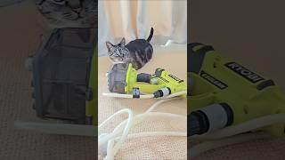 trash bin cleaning (portable pressure washer) ryobi power tools #cleaningtools