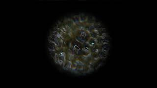 mushroom cymatics for holographic