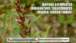 Щирица бугорчатая (Amaranthus tuberculatus (Moquin-Tandon) Sauer)