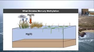 Bodega Marine Laboratory Seminar Series: Brett Poulin