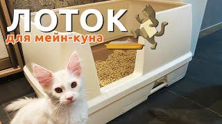 Лучший лоток для мейн-кунов! Практика профессионального питомника.