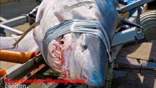 Mako shark caught off Eagle Hawk Neck, Tasmania 204.30kg