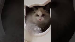 大连蓝双布偶猫弟弟找家长