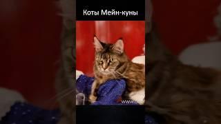 Дед Мороз, Снегурочка и коты мейн-куны! #дедмороз #снегурочка #коты #мейнкуны