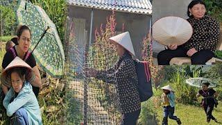 mom Luu and grandma Sinh harvest sticky rice - panic and surprise when this person suddenly appears