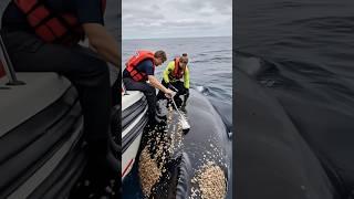 Crazy, barnacles on Whale's Back!We need to do.something#whalerescue#animals​#deepsea​#fishing