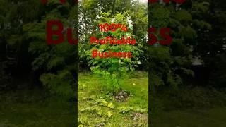 Moringa plant   business # one acre 16 lakh per year #profitable business video