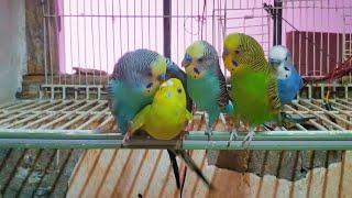 Budgie Sounds for Your Lonely Budgie