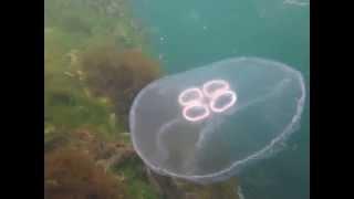 Moon jellyfish, Aurelia aurita, by Julie Hatcher