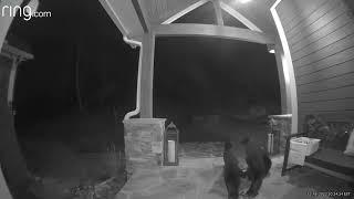 Bear Steals Bagel Delivery from Doorstep