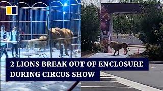 2 lions break out of enclosure during circus show in China