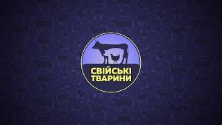  Естонська Перепілка:Чудова Порода для Вашого Господарства! | Свійські Тварини - Серія 26 | 6 Соток