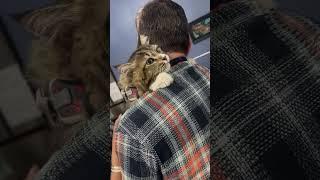 Loving Cat Refuses to Let Go of Human Dad