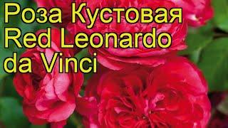 Роза кустовая Ред Леонардо да Винчи. Краткий обзор, описание характеристик Red Leonardo da Vinci