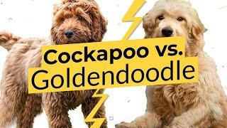 Cockapoo vs. Goldendoodle  Dog Breed Comparison 