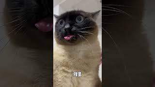 The Same Tongue, Just Changed Its Skin | Siamese Cat