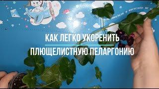 Как легко укоренить плющелистную пеларгонию, особенности обрезки и готовим правильно грунт