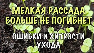 РАССАДА БОЛЬШЕ НЕ ПОГИБНЕТ! ОШИБКИ и ХИТРОСТИ ухода ЗА МЕЛКОЙ РАССАДОЙ ПЕТУНИИ и ДРУГИХ РАСТЕНИЙ