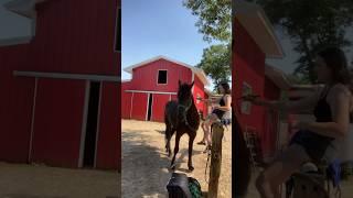First time Valor has ever been sat on bareback! #horse #valor #equestrian #horsemanship