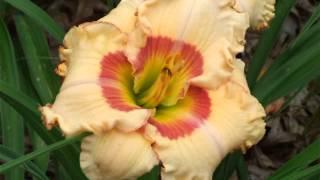 Daylily Garden June 30, 2013