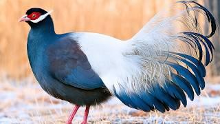 Meet the Most Beautiful Birds in China — Rare, Royal, and Radiant
