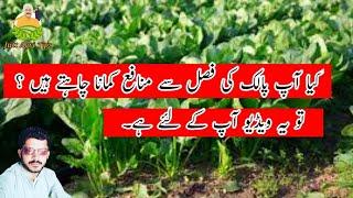 Spinach production technology|palak ki casht|spinach cultivation || Jutt agri tips