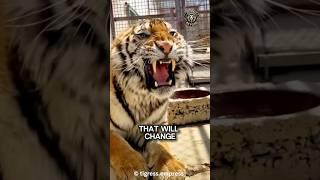 3 Tiger Facts You Won't Believe!
