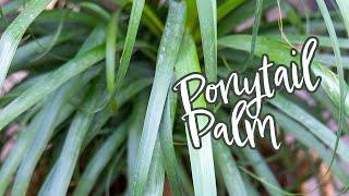 Ponytail Palm Paradise: Discover & Care for This Unique Plant!