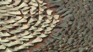 Thousands of hidden shark fins filmed on rooftop in Hong Kong