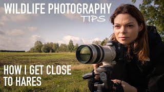 Wildlife Photography Tips - How I Get Close to Hares