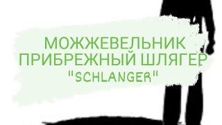 МОЖЖЕВЕЛЬНИК ПРИБРЕЖНЫЙ ШЛЯГЕР "SCHLANGER"