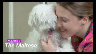 Adorable Dog Breeds That Don’t Shed Or Smell Top 5 | Most Adorable Dog Breeds #dogbreeds #adorable