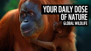 A daily dose of nature | global wildlife | WWF