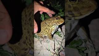 tong tong catch frog for fun | big bullfrog jump funny | toad funny and frog funny