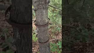 weird find on walking trail long island NY