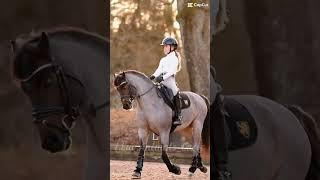 Smth for @Liv_the_Eq  ! #horse #equestrian #equestrianedit