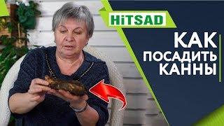 Как ПРАВИЛЬНО Посадить Канны  ПРАВИЛЬНЫЙ Уход  Цветоводство с Хитсад ТВ