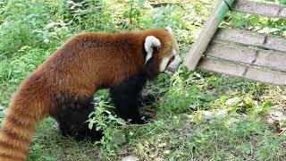 This red panda has found something wrong with its swing