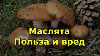 Маслята - Калорийность , польза и вред.