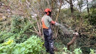 Pollarding an Overgrown Fallen Willow Tree