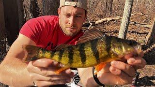 Big Yellow Perch and Bluegill!