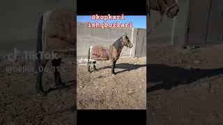 #surxonmedia #surqash #uloq_kokpari #kopkari #surxondaryo #afsona #channel #tiktokvideo