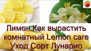 Лимон Как вырастить комнатный Lemon care Уход Сорт Лунарио 4 х сезонный!! Цитрусы