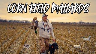 Waterfowl Hunting "Cornfield Field Mallards" in Nebraska | Kirb and Urb Short Film