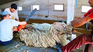 Most Satisfying Sheep Shearing - Modern technology