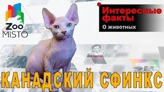 Канадский Сфинкс - Интересные факты о породе