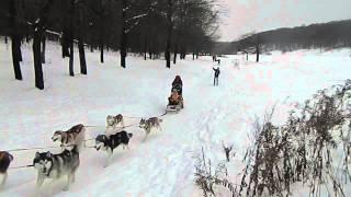 Небольшое видео: катание на санях, собаки хаски